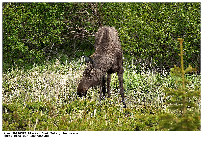 2006 �, ������, ��������, ����, ����, ��������������, ����� ����, ������, �������������, �����, �����, XYZ, ��������, ������, Cervidae, ����, �������, Alces alces, ����������� ����, Alces alces gigas