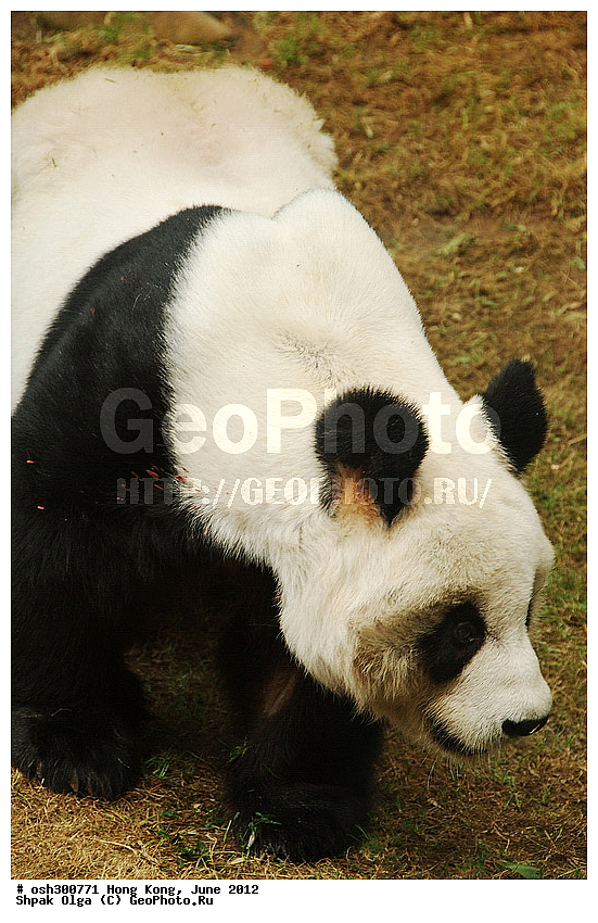 2012, Ailuropoda melanoleuca, ������� �����, �������, �����, ����� �������, ����, ����������, Ocean Park, XYZ, ��������, Ursidae, ���������� �������