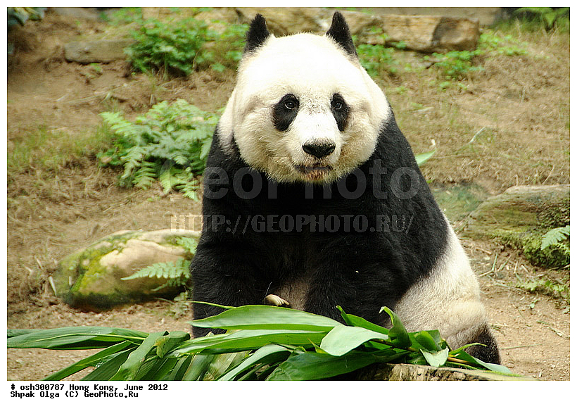 2012, Ailuropoda melanoleuca, ������� �����, �������, �����, ����� �������, ����������, Ocean Park, XYZ, ��������, Ursidae, ���������� �������