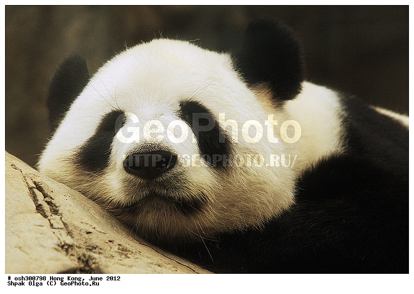 2012, Ailuropoda melanoleuca, ������� �����, �������, �����, ����� �������, ����, ����������, Ocean Park, XYZ, ��������, Ursidae, ���������� �������