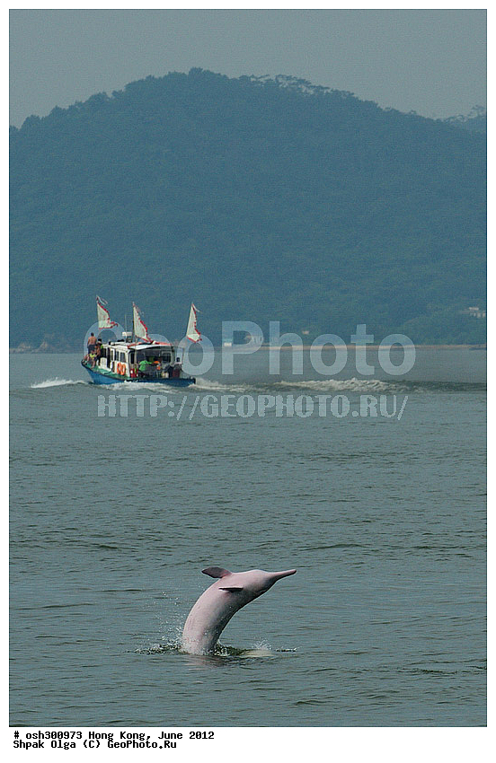 2012, Sousa chinensis, �������, �����, ����-��������� ����, �����, ����, ��������� �������, ����, ����, ������� �������