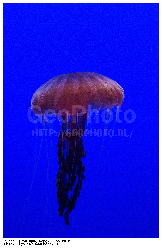 2012, �������, �����, ������, ����������, Ocean Park