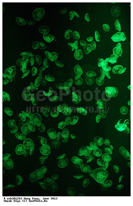 2012, �������, �����, ����������, ����, ������, ����������, Ocean Park