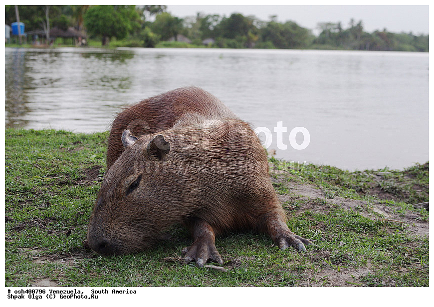 ���������, ����� �������, ��������� �������,  ������, �������, ��������, ����,  ������ �������,, ��������, ��������, �������������, �������������, �����, �����, XYZ, �������������, Hydrochoeridae, ��������, ����������, Hydrochoerus hydrochaeris