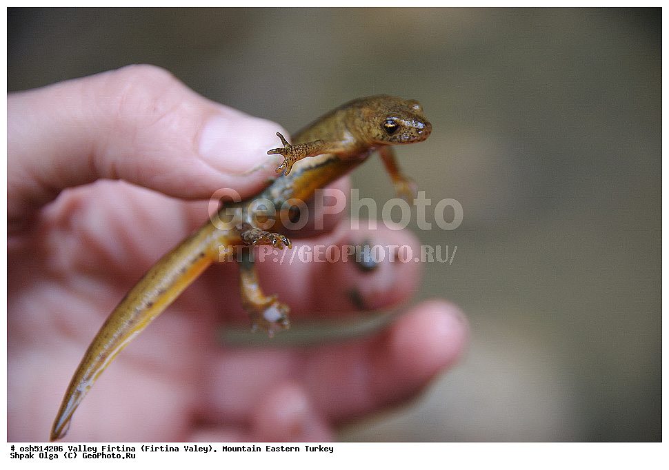  ������, ������� ,������ ���������, ���, �������� �����, �������� ����,  ������ ������, ��������� ������  