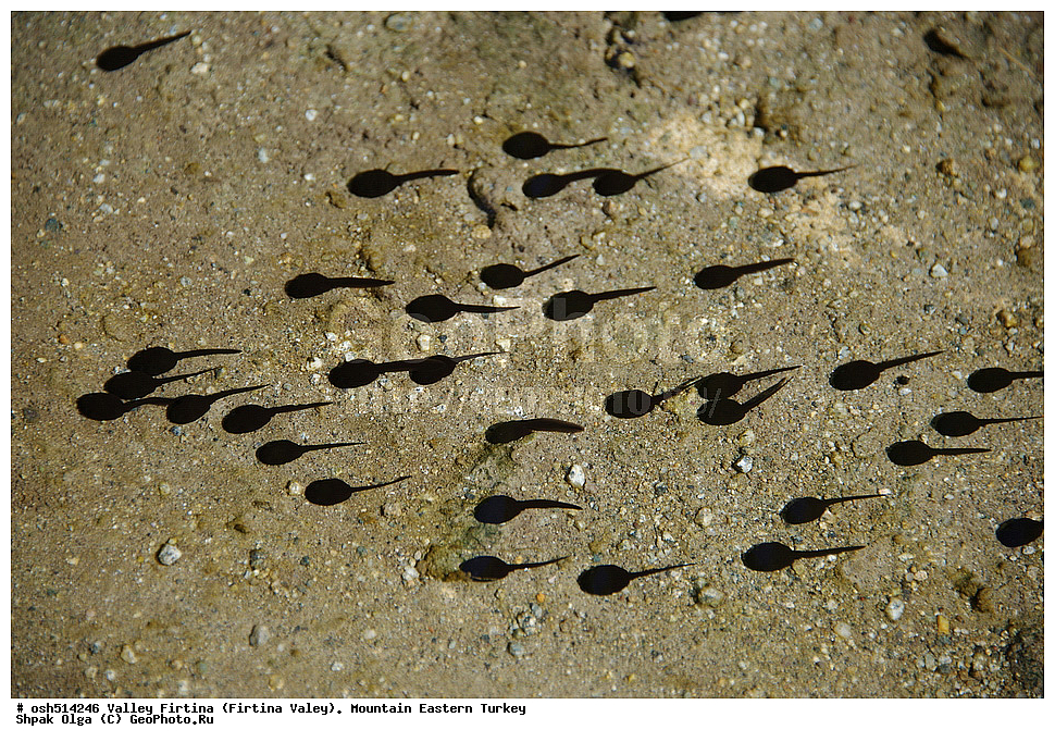  ������, ������� ,������ ���������, ���, �������� �����, �������� ����,  ������ ������, ��������� ������  