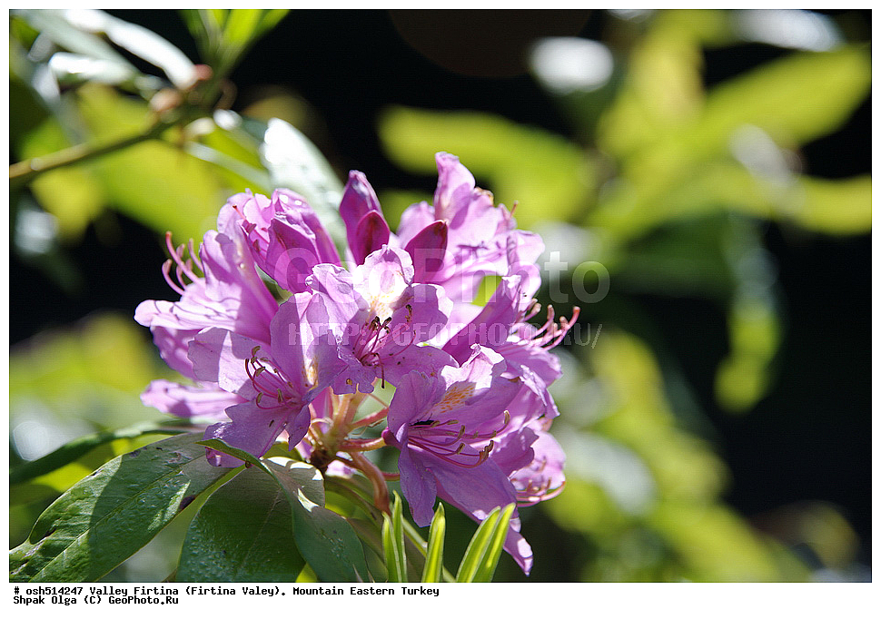  ������, ������� ,������ ���������, ���, �������� �����, �������� ����,  ������ ������, ��������� ������  