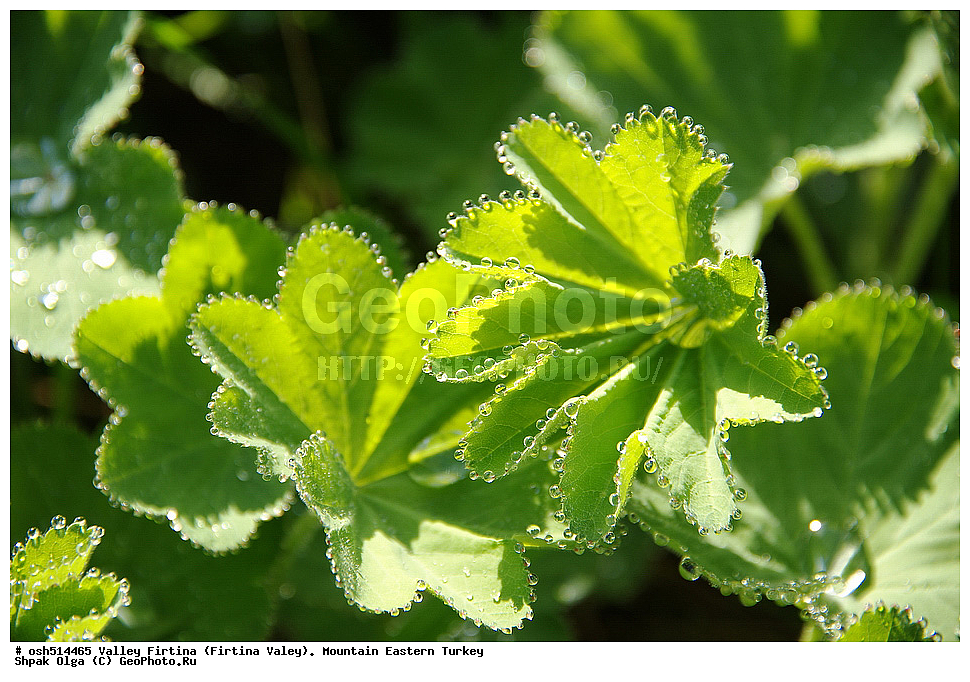  ������, ������� ,������ ���������, ���, �������� �����, �������� ����,  ������ ������, ��������� ������  