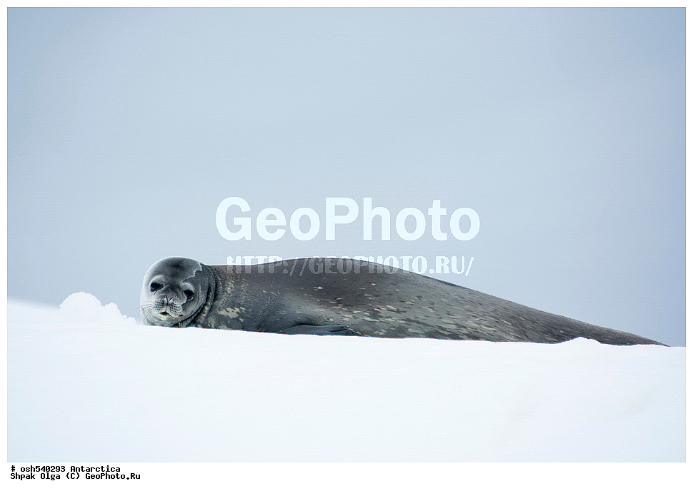  ����������, ����������, �����, �����, ������, �����, ��������, ��������, ������� �������������, ������� �������������, ������� �����, ������� �����, Enterprise Island, ����� ������������, ��������, ��������, ������� �������������, ������� �������������, ������� �����, XYZ, ��������� ������, Phocidae, ������ ��������, Leptonychotes weddellii