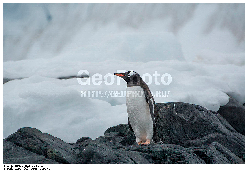Enterprise Island, ����� ������������, ����������, ����������, �����, �����, ������, �����, ��������, ��������, �����, �����, ��������, �����������, ������� �����, ������� �����, XYZ, �����������, ��������, Spheniscidae, ����������������� �������, ���������� �������, Pygoscelis papua