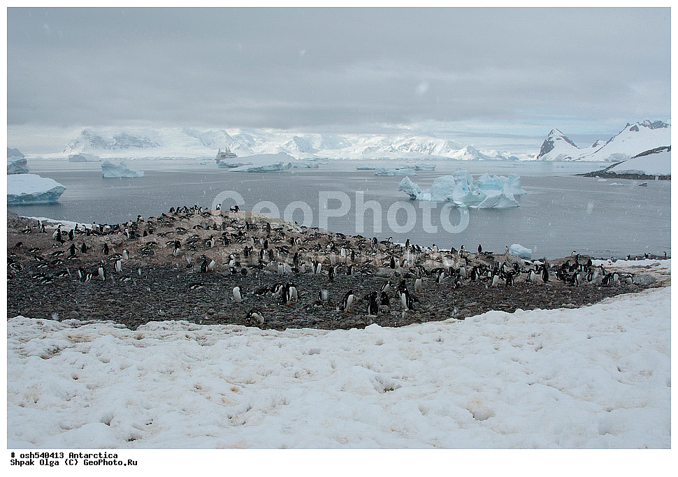 ������ ���������, ����� ������, ����������, ����������, �����, �����, ������, �����, ��������, ��������, �����, �����, ��������, �����������, ������� �����, ������� �����, XYZ, �����������, ��������, Spheniscidae, ����������������� �������, ���������� �������, Pygoscelis papua