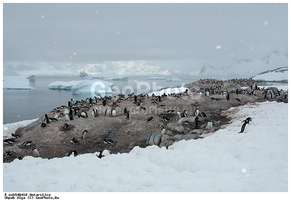 ������ ���������, ����� ������, ����������, ����������, �����, �����, ������, �����, ��������, ��������, �����, �����, ��������, �����������, ������� �����, ������� �����, XYZ, �����������, ��������, Spheniscidae, ����������������� �������, ���������� �������, Pygoscelis papua