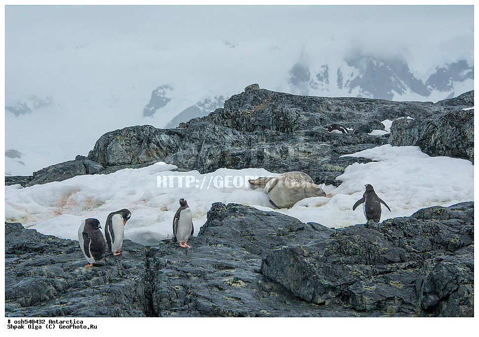 ������ ���������, ����� ������, ����������, ����������, �����, �����, ������, �����, ��������, ��������, �����, �����, ��������, �����������, ������� �����, ������� �����, XYZ, �����������, ��������, Spheniscidae, ����������������� �������, ���������� �������, Pygoscelis papua
