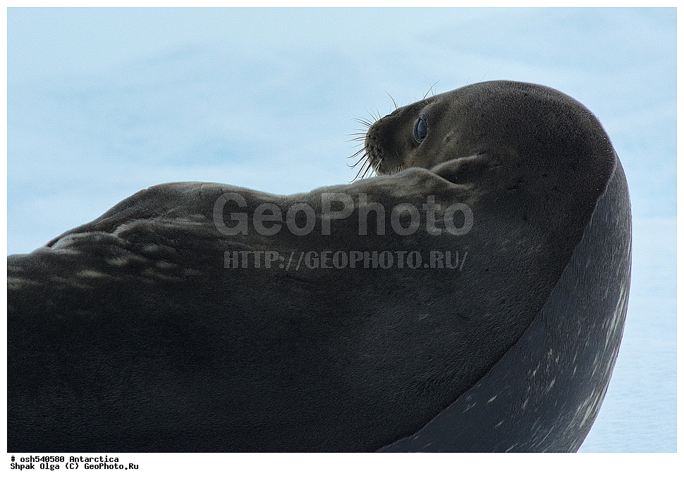 ����������, ����������, �����, �����, ������, �����, ��������, ��������, ������� �������������, ������� �������������, ������� �����, ������� �����, ������� ������� �����, XYZ, ��������� ������, Phocidae, ������ ��������, Leptonychotes weddellii