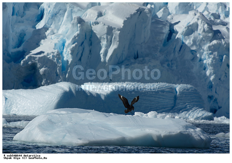 ������ �����, ����������, ����������, �����, �����, ������, �����, ��������, ��������, �����, �����, ��������, �����������, ������� �����, ������� �����, XYZ, ������������, Stercorariidae, �������������� ��������, ����� ��������, ���������� ��������, ����� ���������� ��������, ����������������� ������� ��������, Catharacta antarctica, Stercorarius antarcticus, Catharacta skua antarctica