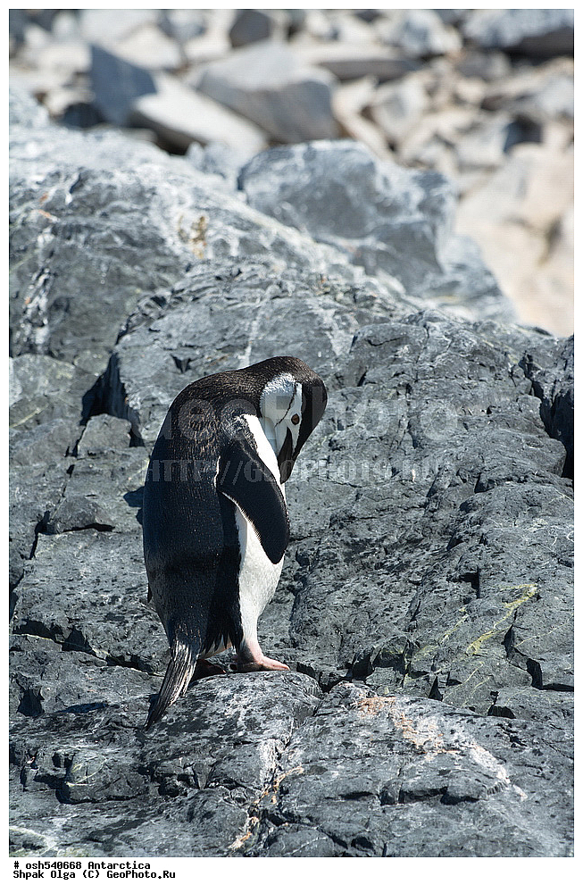 ������� ����, ����������, ����������, �����, �����, ������, �����, ��������, ��������, �����, �����, ��������, �����������, ������� �����, ������� �����, XYZ, �����������, ��������, Spheniscidae, �������������� �������, Pygoscelis antarctica