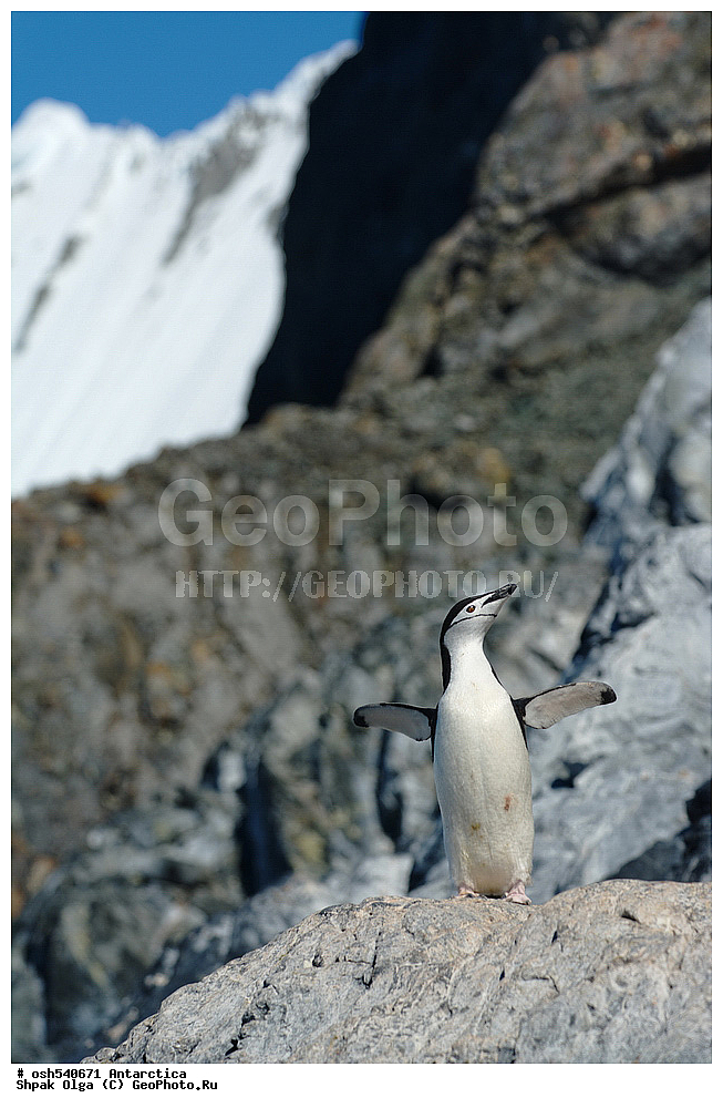 ������� ����, ����������, ����������, �����, �����, ������, �����, ��������, ��������, �����, �����, ��������, �����������, ������� �����, ������� �����, XYZ, �����������, ��������, Spheniscidae, �������������� �������, Pygoscelis antarctica