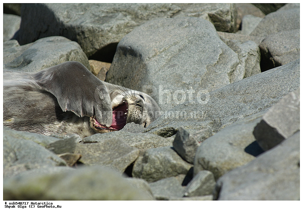 ����������, ����������, �����, �����, ������, �����, ��������, ��������, ������� �������������, ������� �������������, ������� �����, ������� �����, , ������� ����, XYZ, ��������� ������, Phocidae, ������ ��������, Leptonychotes weddellii