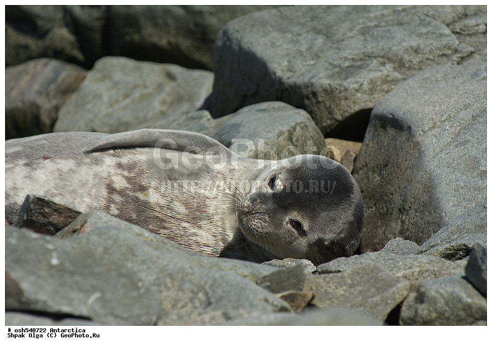 ����������, ����������, �����, �����, ������, �����, ��������, ��������, ������� �������������, ������� �������������, ������� �����, ������� �����, , ������� ����, XYZ, ��������� ������, Phocidae, ������ ��������, Leptonychotes weddellii