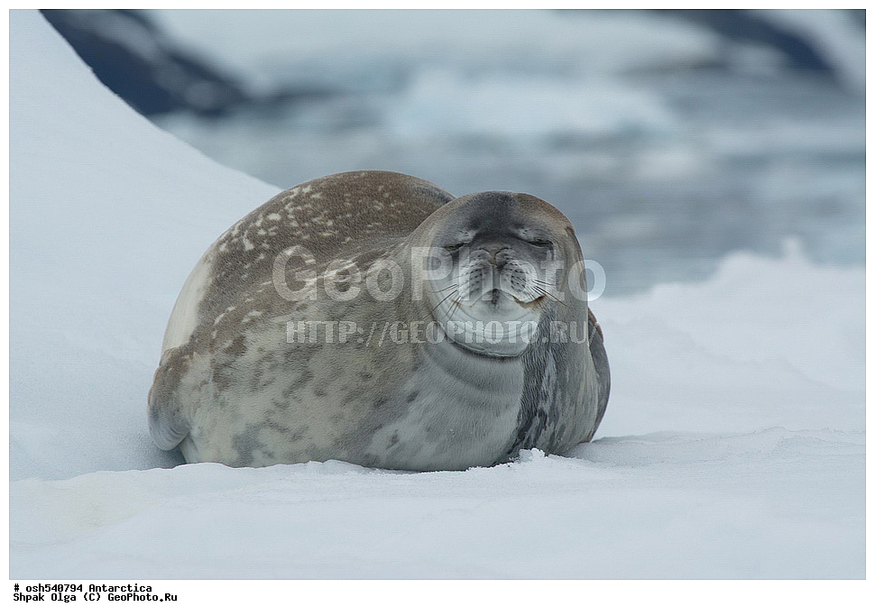  ����������, ����������, �����, �����, ������, �����, ��������, ��������, ������� �������������, ������� �������������, ������� �����, ������� �����, ������ ����������, XYZ, ��������� ������, Phocidae, ������ ��������, Leptonychotes weddellii