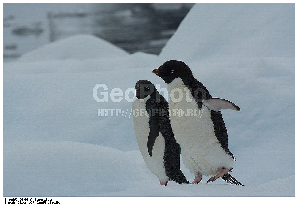 ������ ����������, ����������, ����������, �����, �����, ������, �����, ��������, ��������, �����, �����, ��������, �����������, ������� �����, ������� �����, XYZ, �����������, ��������, Spheniscidae, ������� �����, Pygoscelis adeliae