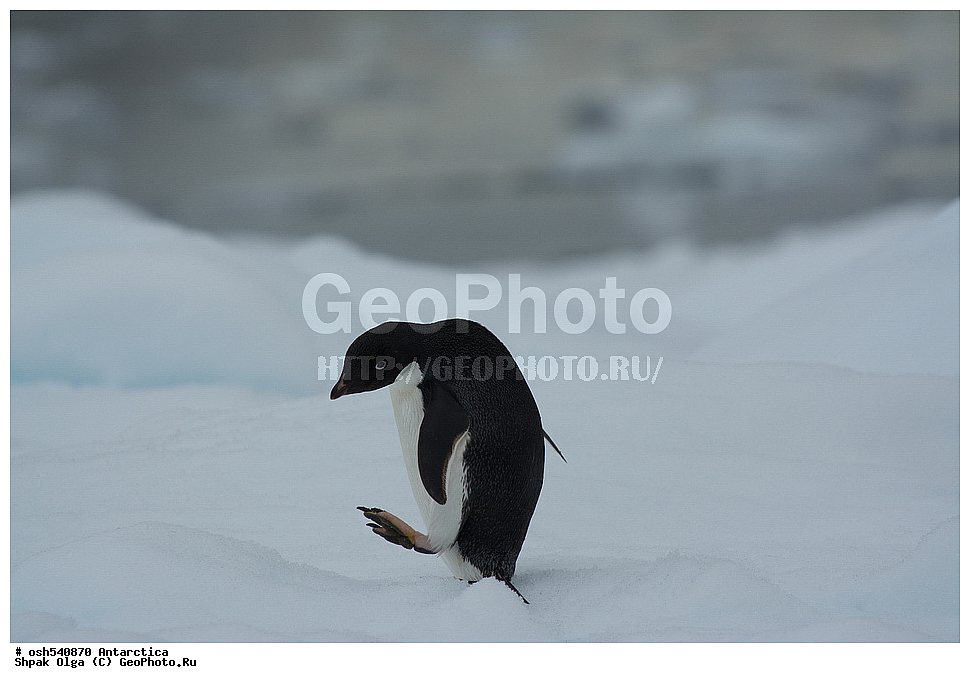 ������ ����������, ����������, ����������, �����, �����, ������, �����, ��������, ��������, �����, �����, ��������, �����������, ������� �����, ������� �����, XYZ, �����������, ��������, Spheniscidae, ������� �����, Pygoscelis adeliae