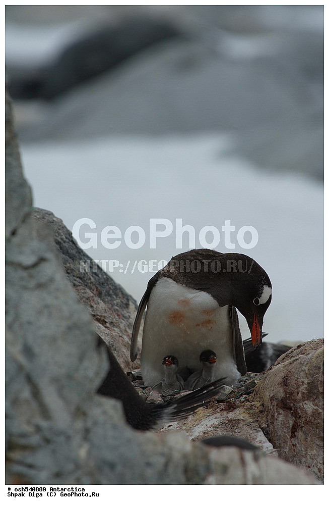 ������ ����������, ����������, ����������, �����, �����, ������, �����, ��������, ��������, �����, �����, ��������, �����������, ������� �����, ������� �����, XYZ, �����������, ��������, Spheniscidae, ����������������� �������, ���������� �������, Pygoscelis papua