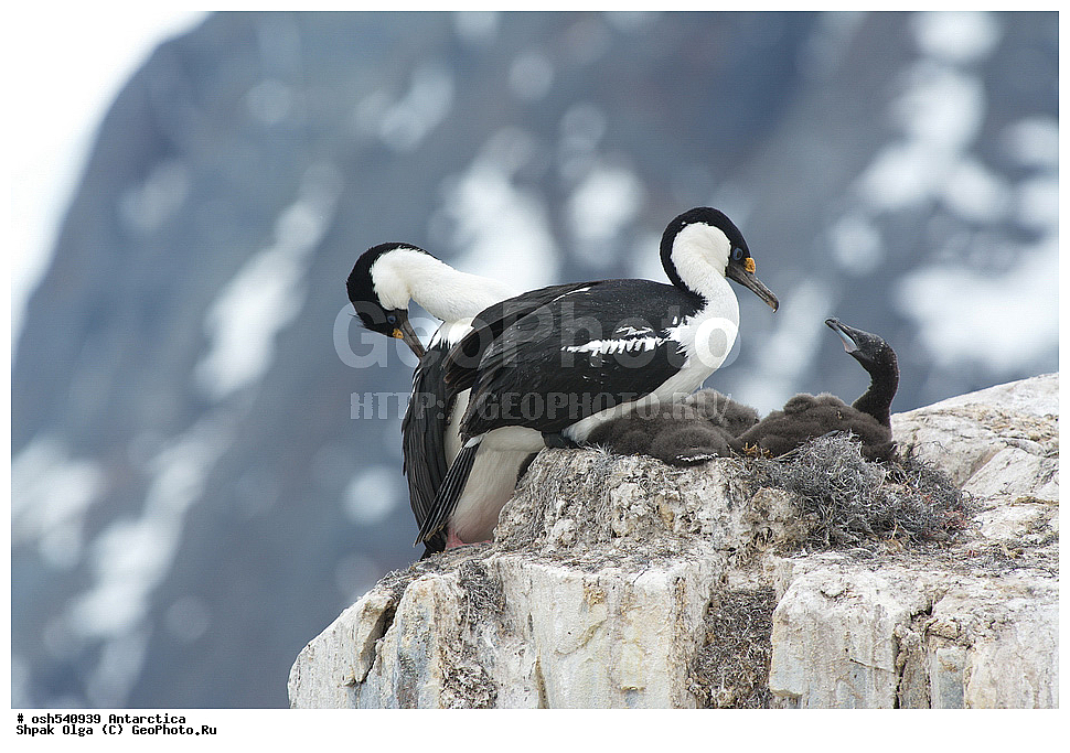 ������ ����������, ����������, ����������, �����, �����, ������, �����, ��������, ��������, �����, �����, ��������, �����������, ������� �����, ������� �����, XYZ, ����������, Phalacrocoracidae, ������������ ������, �������������� ���������� ������, �������������� ������������ ������, ������������ ������, Phalacrocorax atriceps