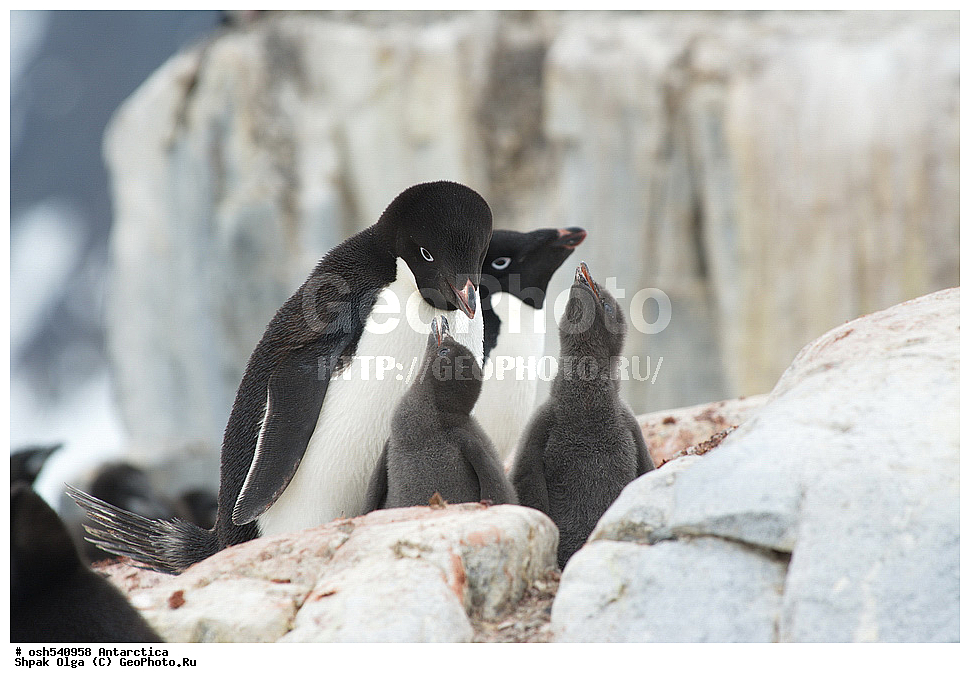 ������ ����������, ����������, ����������, �����, �����, ������, �����, ��������, ��������, �����, �����, ��������, �����������, ������� �����, ������� �����, XYZ, �����������, ��������, Spheniscidae, ������� �����, Pygoscelis adeliae