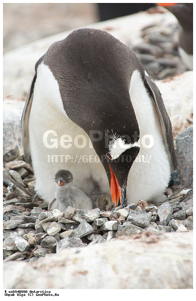 ������ ����������, ����������, ����������, �����, �����, ������, �����, ��������, ��������, �����, �����, ��������, �����������, ������� �����, ������� �����, XYZ, �����������, ��������, Spheniscidae, ����������������� �������, ���������� �������, Pygoscelis papua