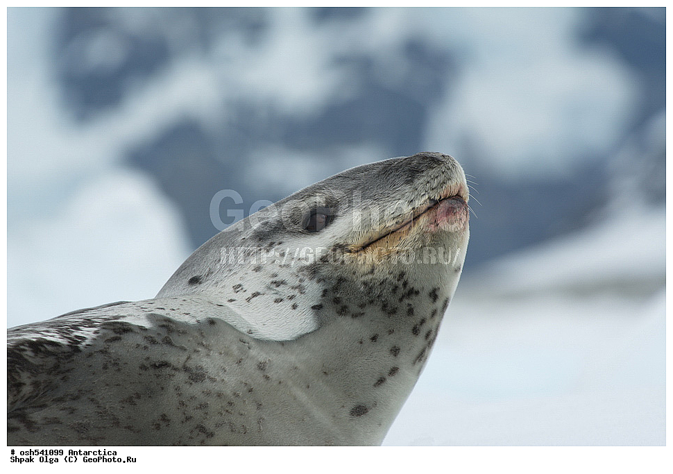 ����������, ����������, �����, �����, ������, �����, ��������, ��������, ������� �������������, ������� �������������, ������� �����, ������� �����, , ����� ���, ����� �����, XYZ, ��������� ������, Phocidae, ������� �������, Hydrurga leptonyx