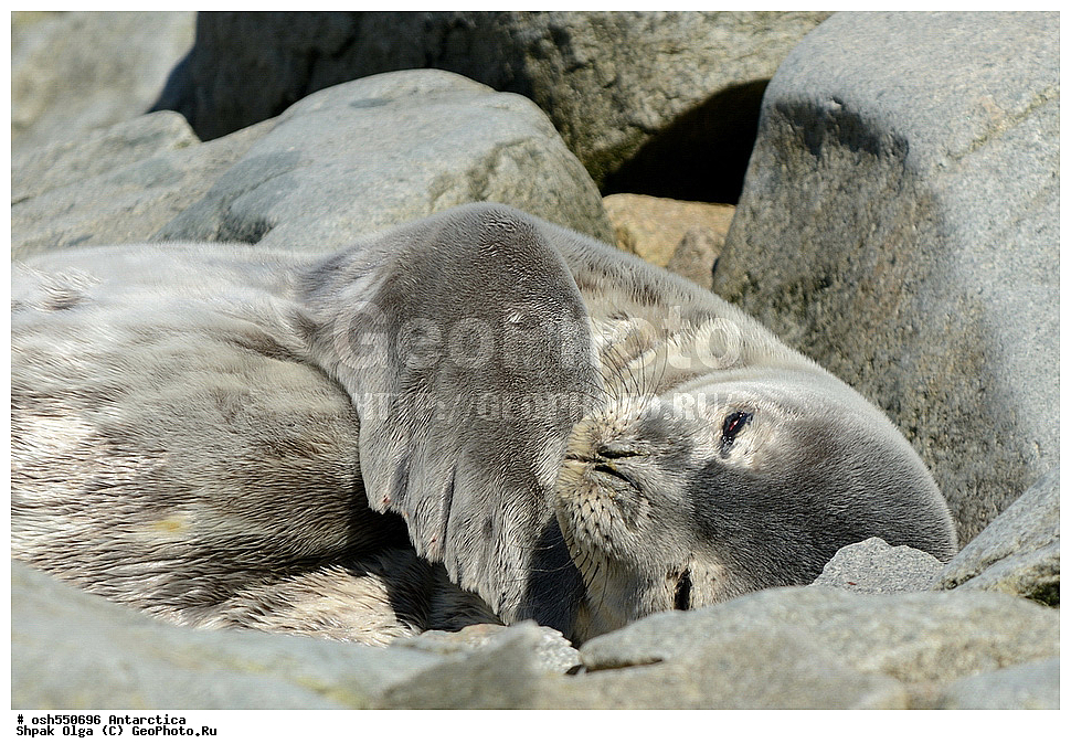 ����������, ����������, �����, �����, ������, �����, ��������, ��������, ������� �������������, ������� �������������, ������� �����, ������� �����, XYZ, ��������� ������, Phocidae, ������ ��������, Leptonychotes weddellii
