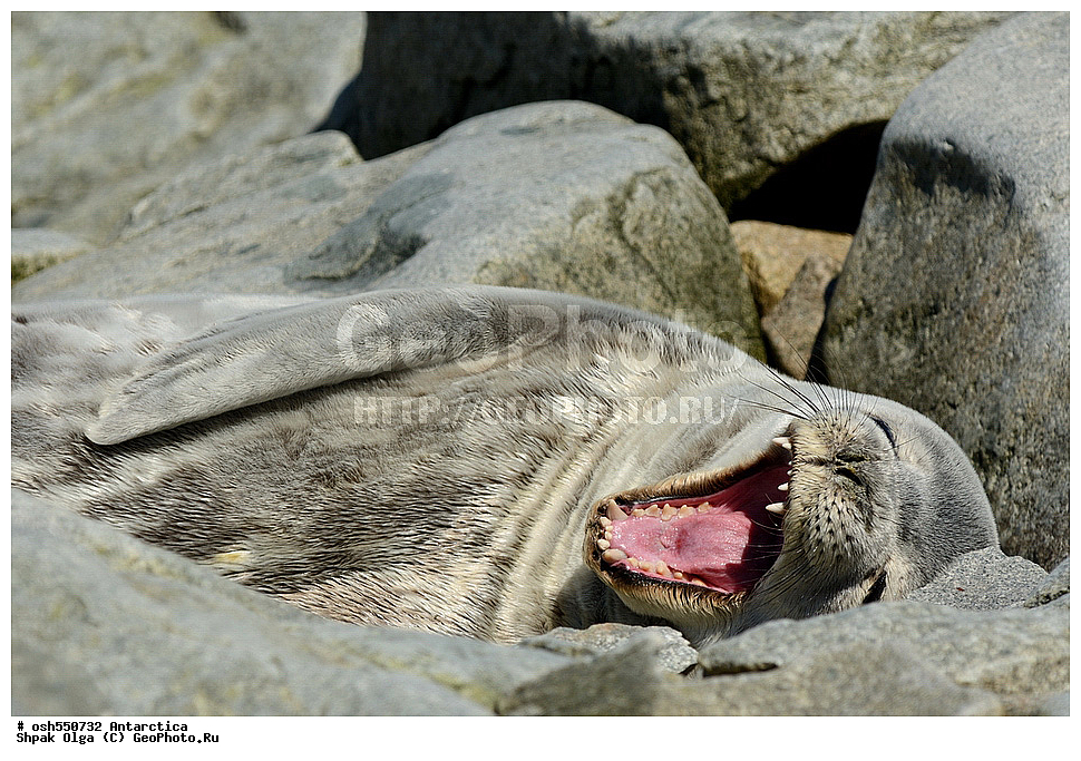 ����������, ����������, �����, �����, ������, �����, ��������, ��������, ������� �������������, ������� �������������, ������� �����, ������� �����, XYZ, ��������� ������, Phocidae, ������ ��������, Leptonychotes weddellii