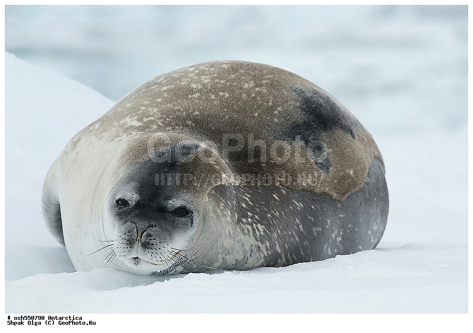 ����������, ����������, �����, �����, ������, �����, ��������, ��������, ������� �������������, ������� �������������, ������� �����, ������� �����, XYZ, ��������� ������, Phocidae, ������ ��������, Leptonychotes weddellii