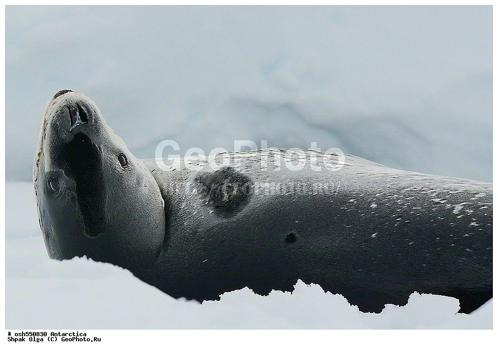 ����������, ����������, �����, �����, ������, �����, ��������, ��������, ������� �������������, ������� �������������, ������� �����, ������� �����, XYZ, ��������� ������, Phocidae, ������� �������, Hydrurga leptonyx