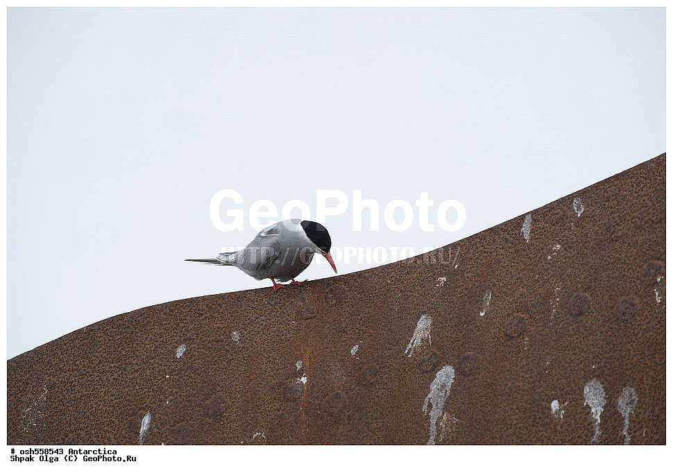 ����������, ����������, �����, �����, ������, �����, ��������, ��������, �����, �����, ��������, �����������, ������� �����, ������� �����, XYZ, ���������, Sternidae, �������������� ������, Sterna vittata