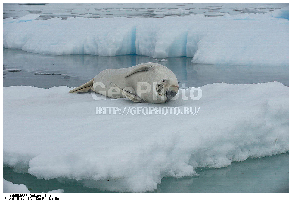 ����������, ����������, �����, �����, ������, �����, ��������, ��������, ������� �������������, ������� �������������, ������� �����, ������� �����, XYZ, ��������� ������, Phocidae, ������-�������, �������, �������������� ������, Lobodon carcinophagus, Lobodon carcinophaga