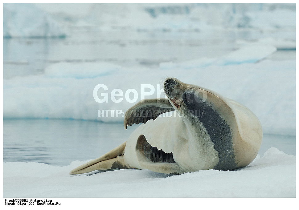 ����������, ����������, �����, �����, ������, �����, ��������, ��������, ������� �������������, ������� �������������, ������� �����, ������� �����, XYZ, ��������� ������, Phocidae, ������-�������, �������, �������������� ������, Lobodon carcinophagus, Lobodon carcinophaga