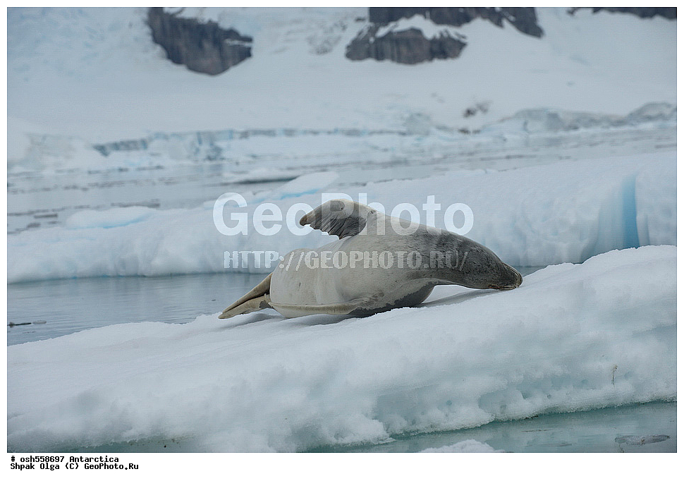 ����������, ����������, �����, �����, ������, �����, ��������, ��������, ������� �������������, ������� �������������, ������� �����, ������� �����, XYZ, ��������� ������, Phocidae, ������-�������, �������, �������������� ������, Lobodon carcinophagus, Lobodon carcinophaga