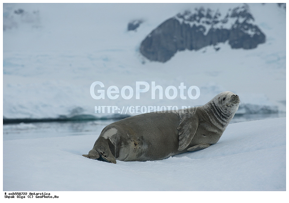 ����������, ����������, �����, �����, ������, �����, ��������, ��������, ������� �������������, ������� �������������, ������� �����, ������� �����, XYZ, ��������� ������, Phocidae, ������-�������, �������, �������������� ������, Lobodon carcinophagus, Lobodon carcinophaga