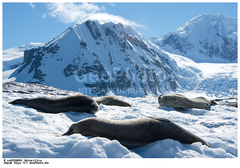 ����������, ����������, �����, �����, ������, �����, ��������, ��������, ������� �������������, ������� �������������, ������� �����, ������� �����, XYZ, ��������� ������, Phocidae, ������ ��������, Leptonychotes weddellii
