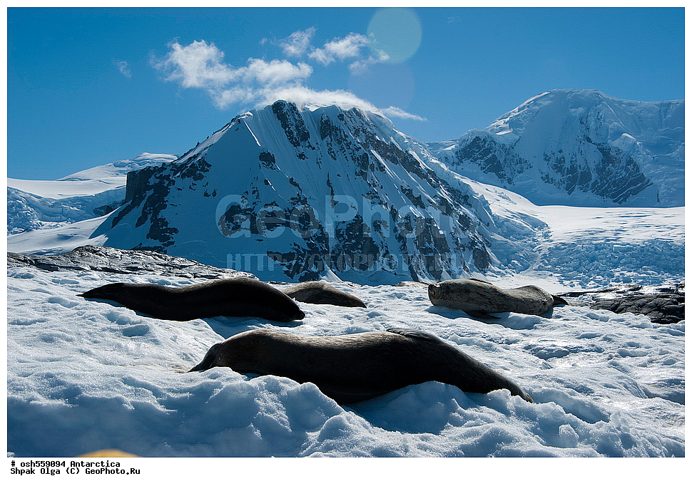 ����������, ����������, �����, �����, ������, �����, ��������, ��������, ������� �������������, ������� �������������, ������� �����, ������� �����, XYZ, ��������� ������, Phocidae, ������ ��������, Leptonychotes weddellii