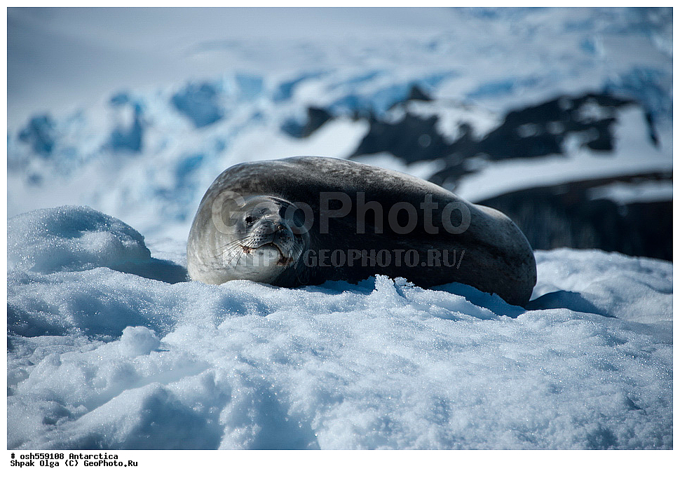 ����������, ����������, �����, �����, ������, �����, ��������, ��������, ������� �������������, ������� �������������, ������� �����, ������� �����, XYZ, ��������� ������, Phocidae, ������ ��������, Leptonychotes weddellii