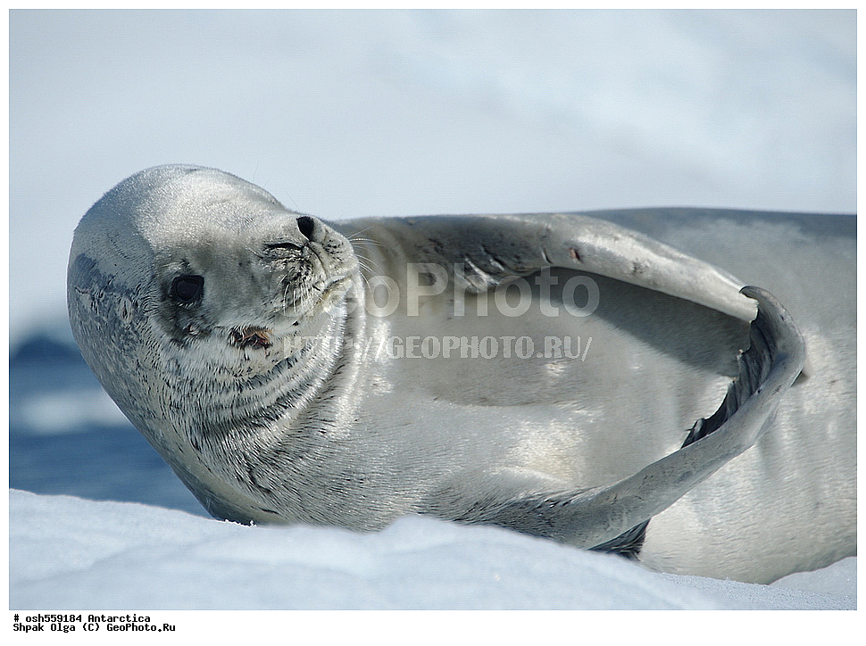 ����������, ����������, �����, �����, ������, �����, ��������, ��������, ������� �������������, ������� �������������, ������� �����, ������� �����, XYZ, ��������� ������, Phocidae, ������-�������, �������, �������������� ������, Lobodon carcinophagus, Lobodon carcinophaga