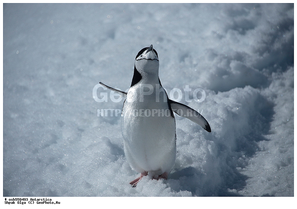 ����������, ����������, �����, �����, ������, �����, ��������, ��������, �����, �����, ��������, �����������, ������� �����, ������� �����, XYZ, �����������, ��������, Spheniscidae, �������������� �������, Pygoscelis antarctica