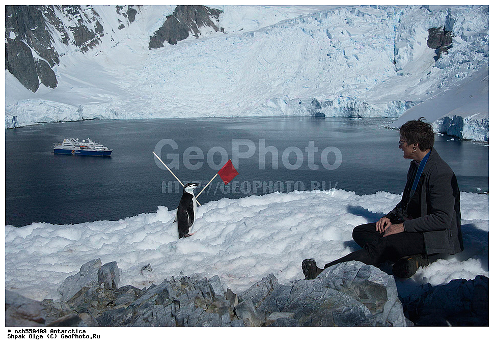 ����������, ����������, �����, �����, ������, �����, ��������, ��������, �����, �����, ��������, �����������, ������� �����, ������� �����, XYZ, �����������, ��������, Spheniscidae, �������������� �������, Pygoscelis antarctica