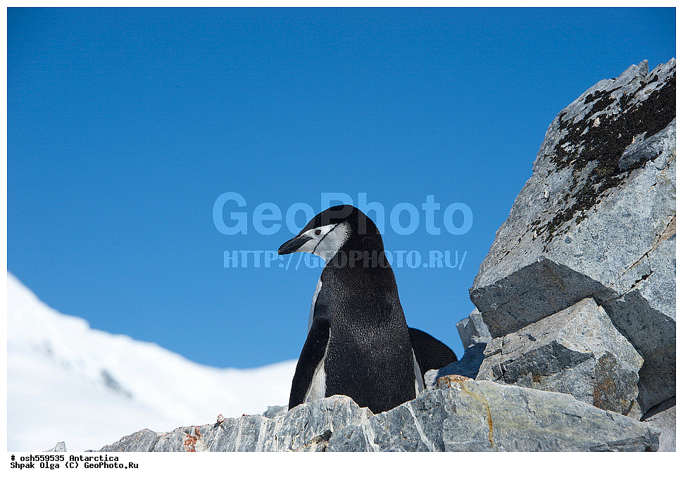 ����������, ����������, �����, �����, ������, �����, ��������, ��������, �����, �����, ��������, �����������, ������� �����, ������� �����, XYZ, �����������, ��������, Spheniscidae, �������������� �������, Pygoscelis antarctica