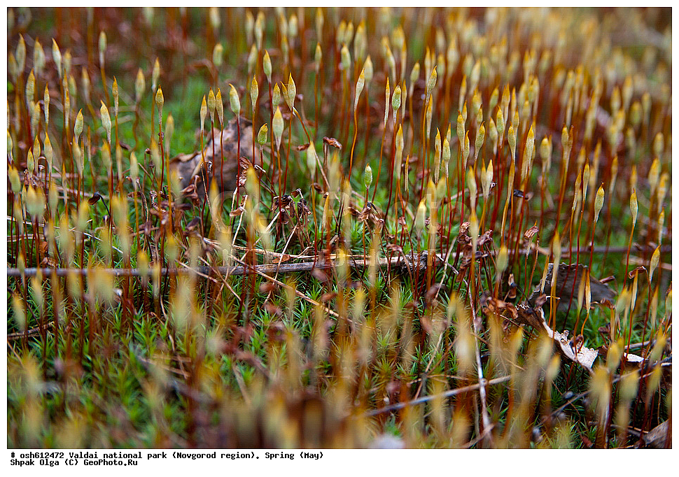 ���������� �������, ������������ �������, �����, ���