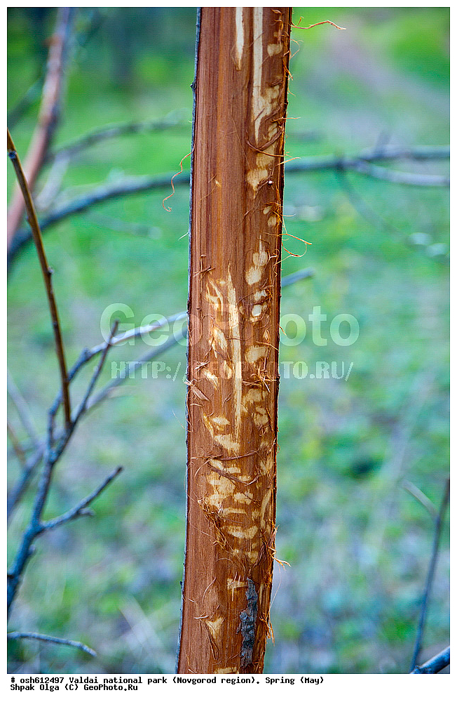 ���������� �������, ������������ �������, �����, ���, ����