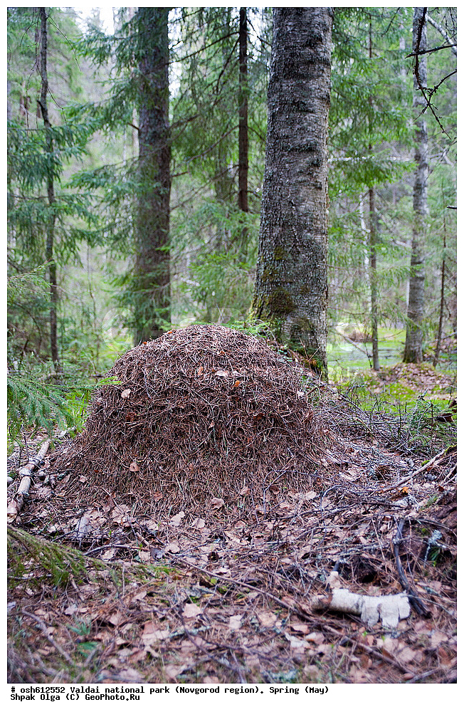 ���������� �������, ������������ �������, �����, ���